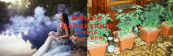 сатива Коряжма
